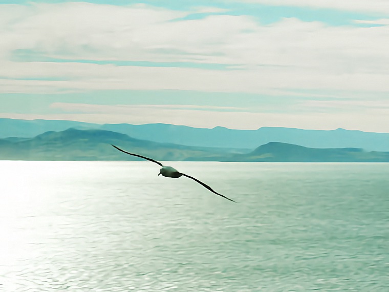 Albatross Colony 2004