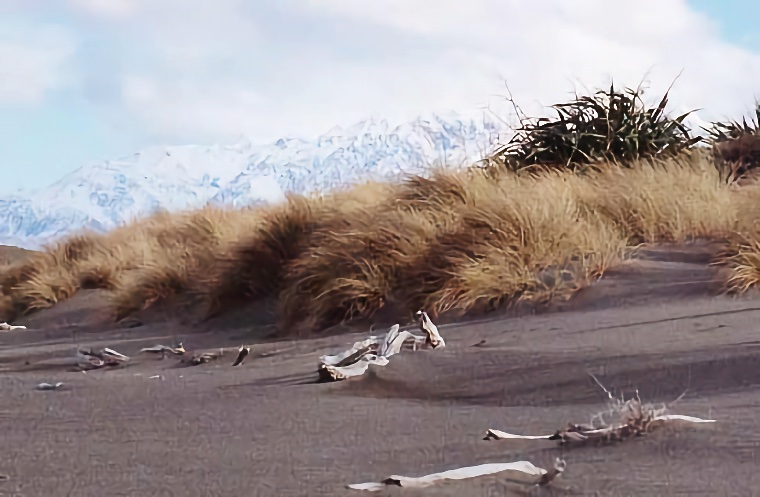 Kaikoura Coast Tussock