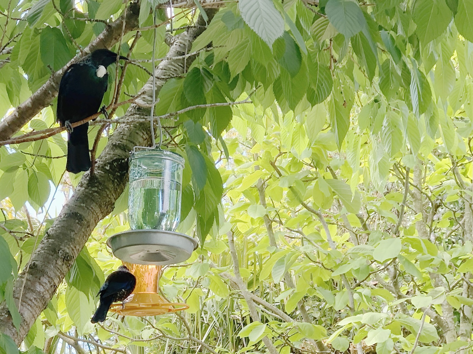Tuis