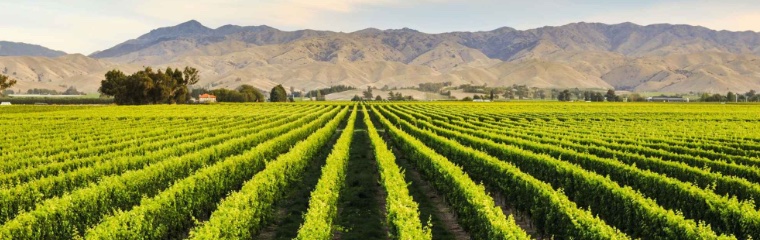 Vineyards