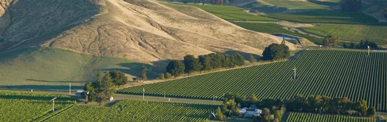 Vineyards