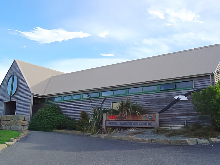 Albatross Colony 2004