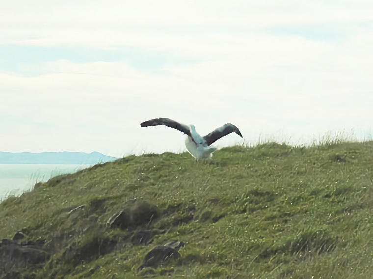 Albatross Colony 2004