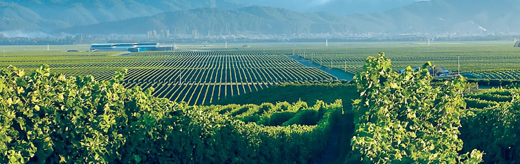 Vineyards